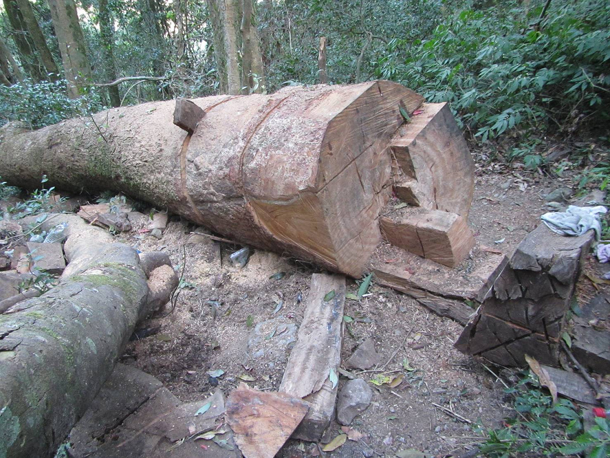 山老鼠盜伐林木，破壞山地生態，遭檢方查獲。 圖：專案小組/提供