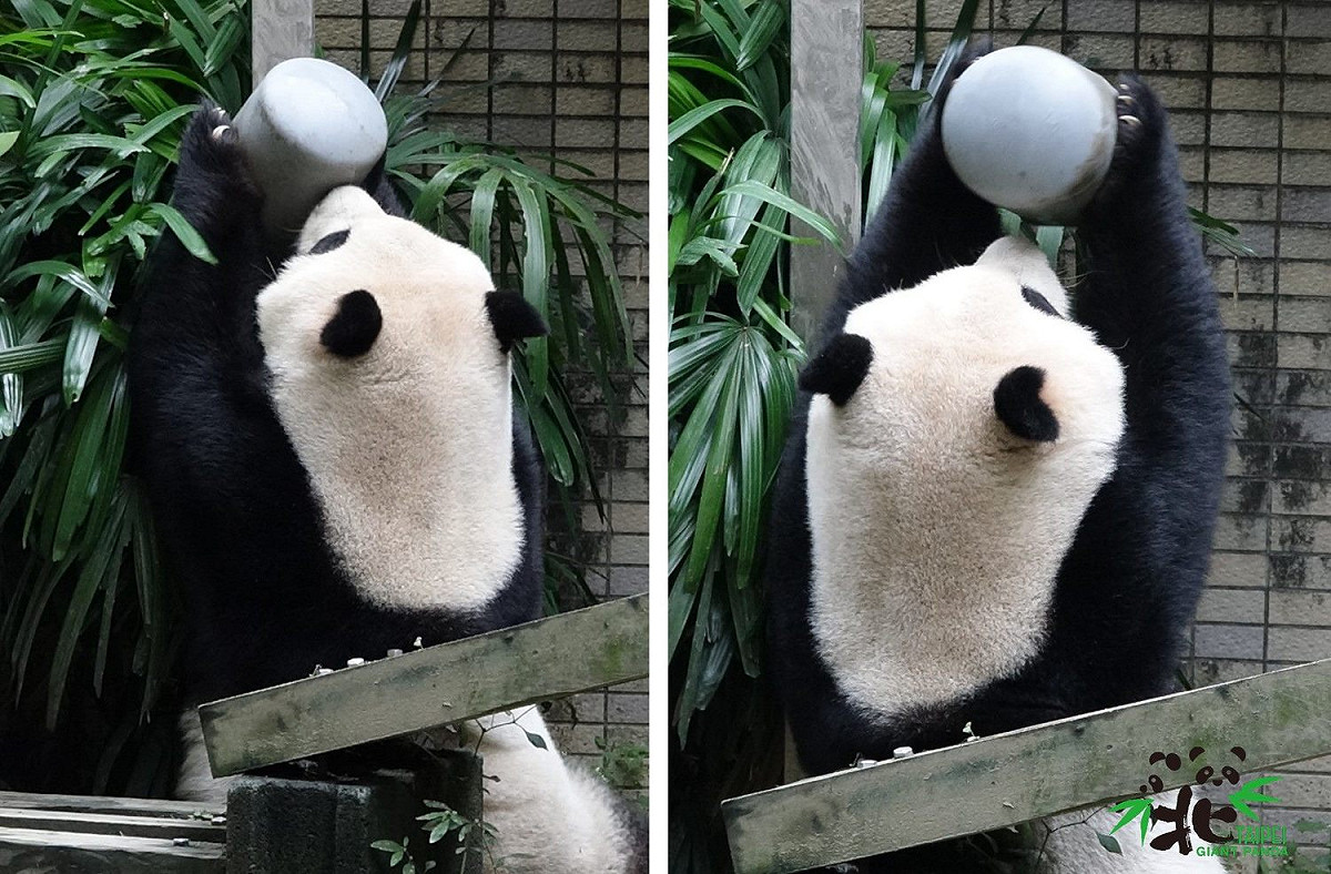 大貓熊「圓仔」玩玩具玩得不亦樂乎。 圖：台北市立動物園／提供