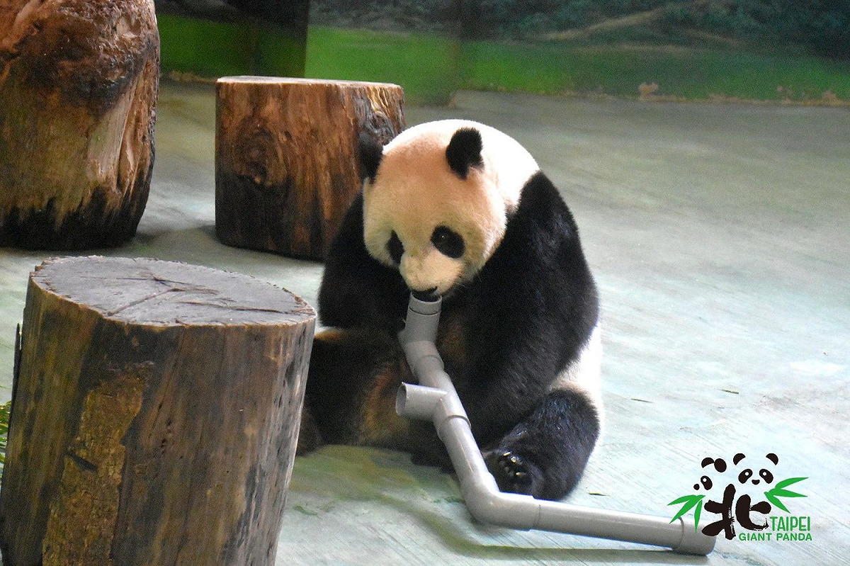 動物園裡的動物需要行為豐富化玩具來誘發生態行為。 圖：台北市立動物園／提供