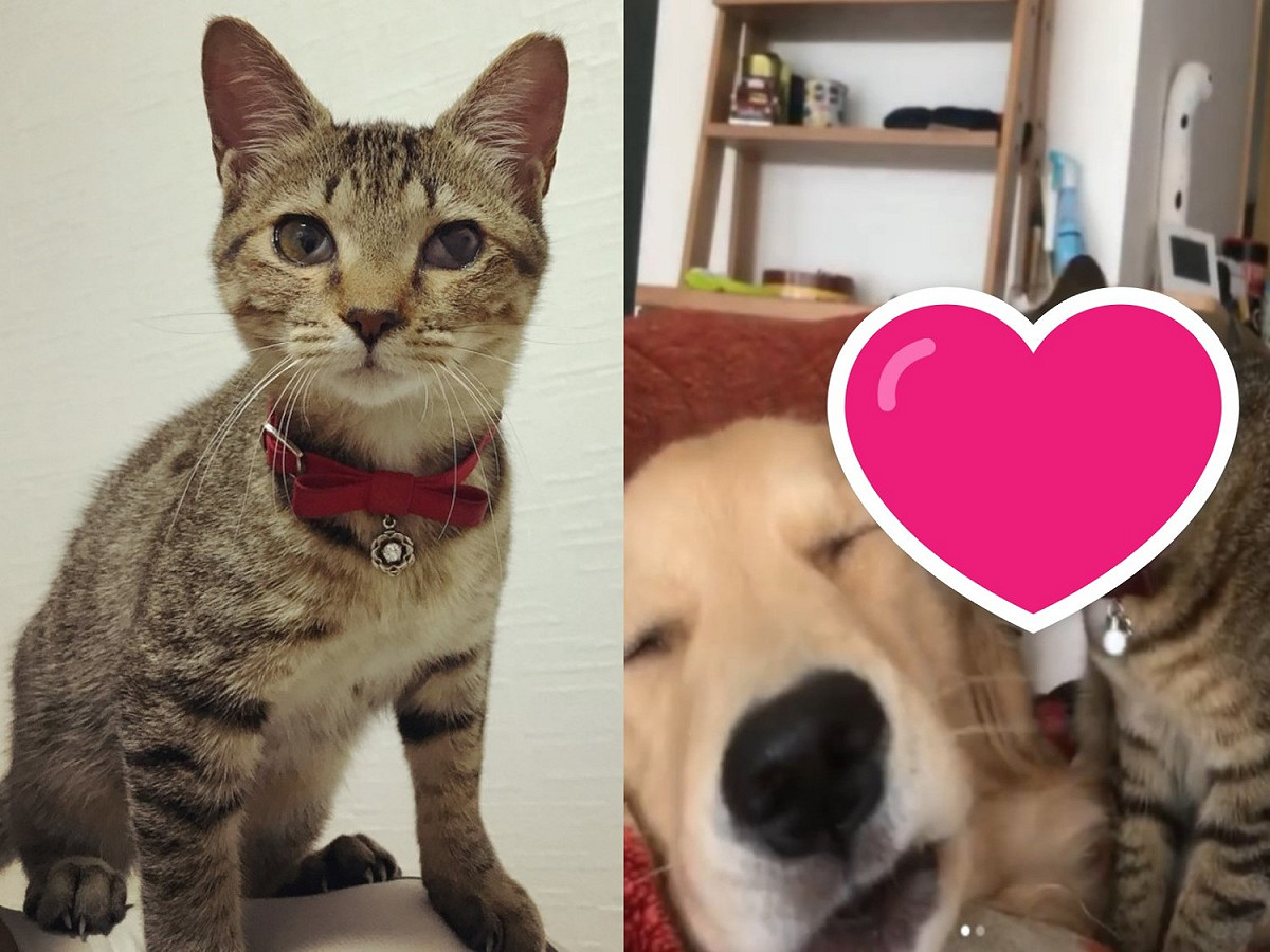 黃金獵犬阿凱與虎斑貓小古。 圖／IG@kai.golden0531