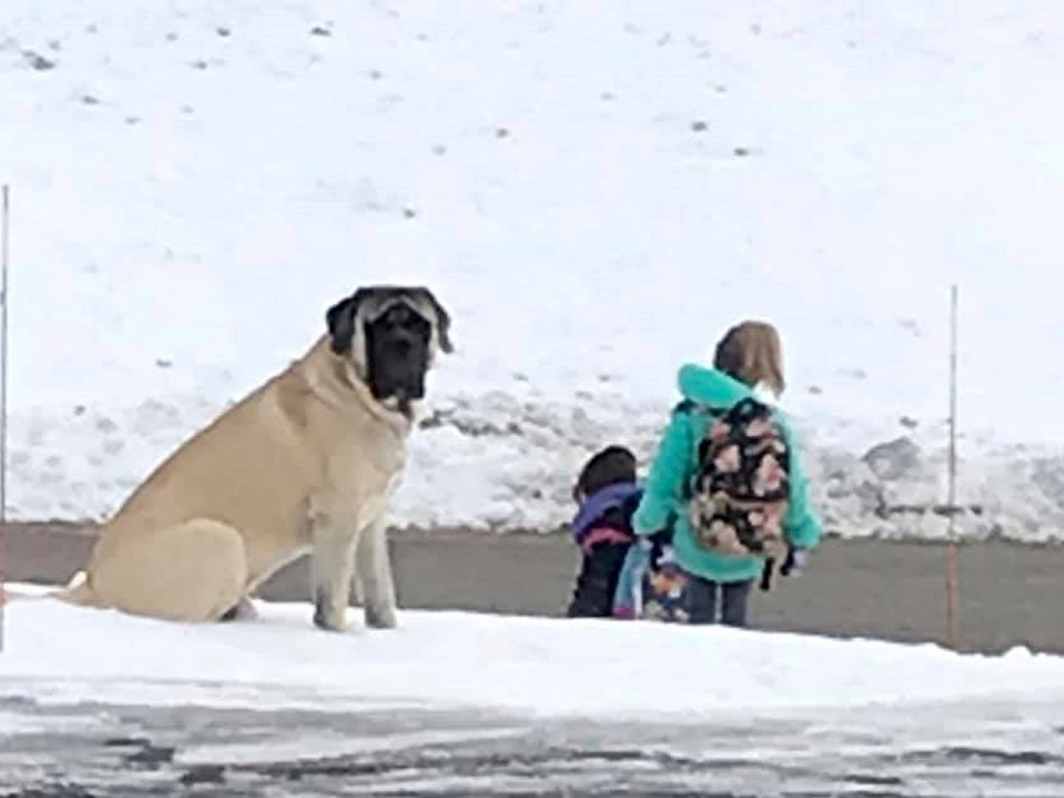英國獒犬戈登陪小主人等校車的暖心舉動感動許多網友。 圖／Facebook@Becky Lynn