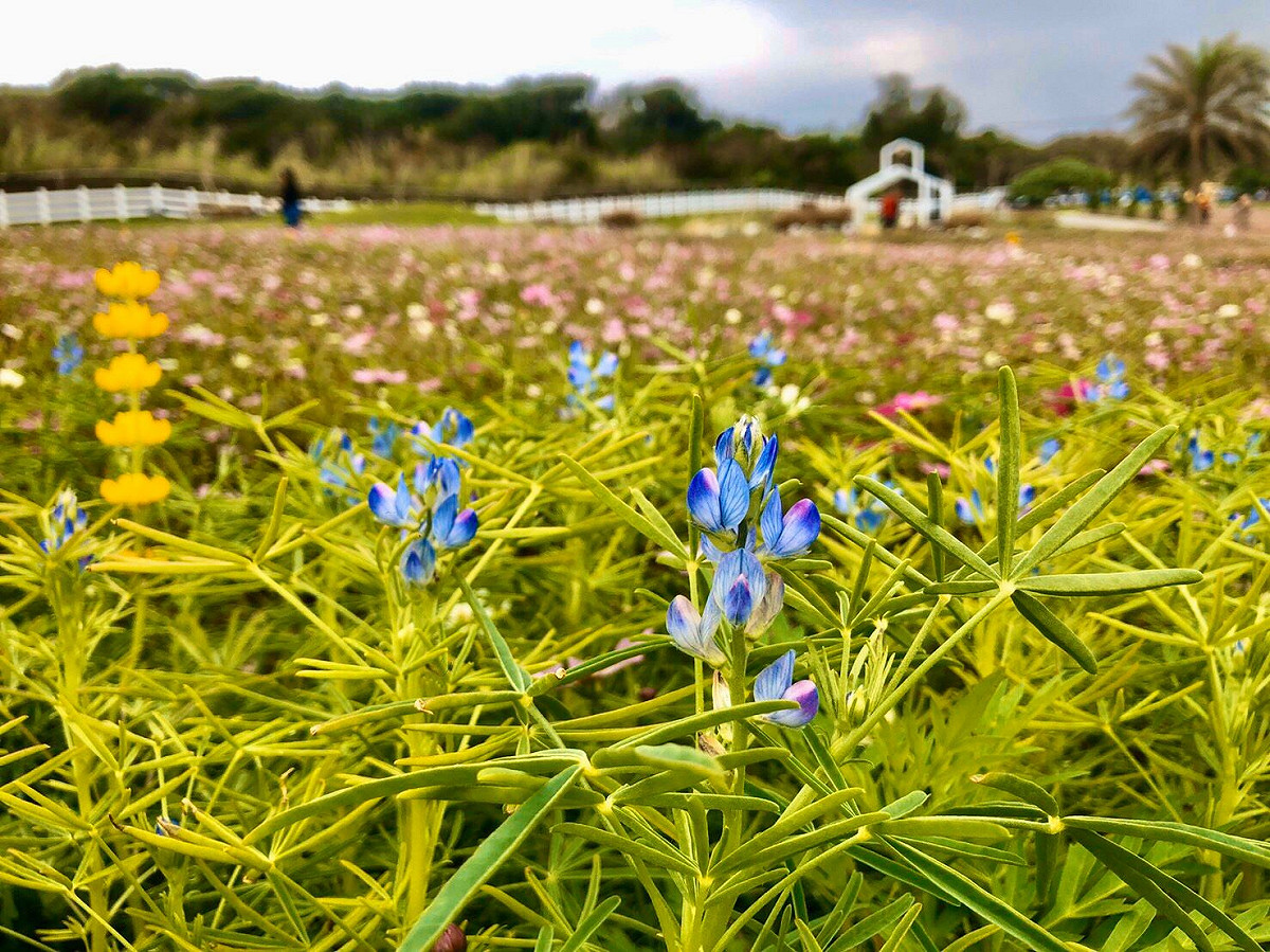 花蓮曼波園區種植魯冰花海，與大波斯菊以多層次花海迎賓。 圖：翻攝自徐榛蔚臉書