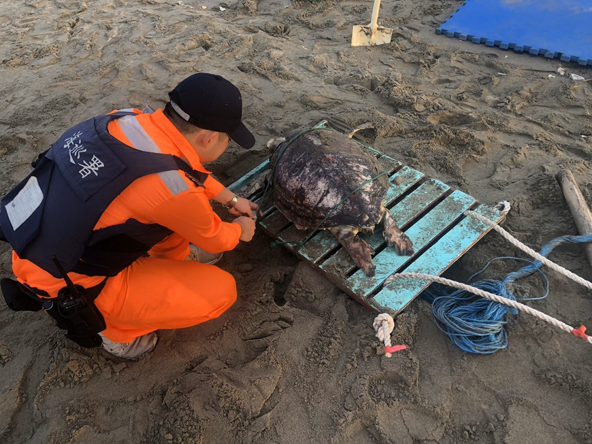 初步研判海龜死因為擱淺脫水死亡，將於今（27）日實施解剖以釐清死因。 圖：海巡署／提供