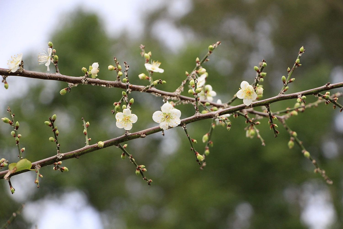 士林官邸的梅花目前花開3成，預計元旦假期會盛開。 圖：北市工務局公園路燈工程管理處／提供