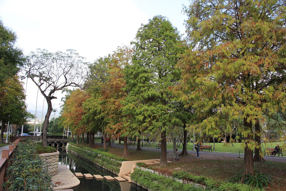士林官邸的落羽松臨水而立，正在漸次轉紅。 圖：北市工務局公園路燈工程管理處／提供