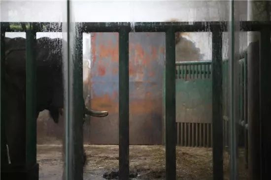 動物園內大象的生活環境。 圖：PETA/提供