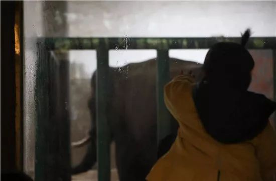 動物園內大象的生活環境。 圖：PETA/提供