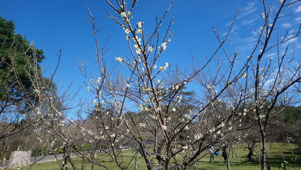 角板山梅花目前已經陸續綻放，預計1月中旬會是盛開期。 圖：桃園市政府／提供