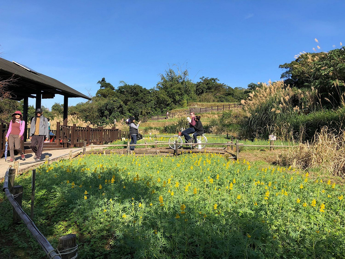 貓空樟樹步道的魯冰花海每年在1月開始綻放，今年預計1月中旬盛開。 圖：台北市大地處／提供