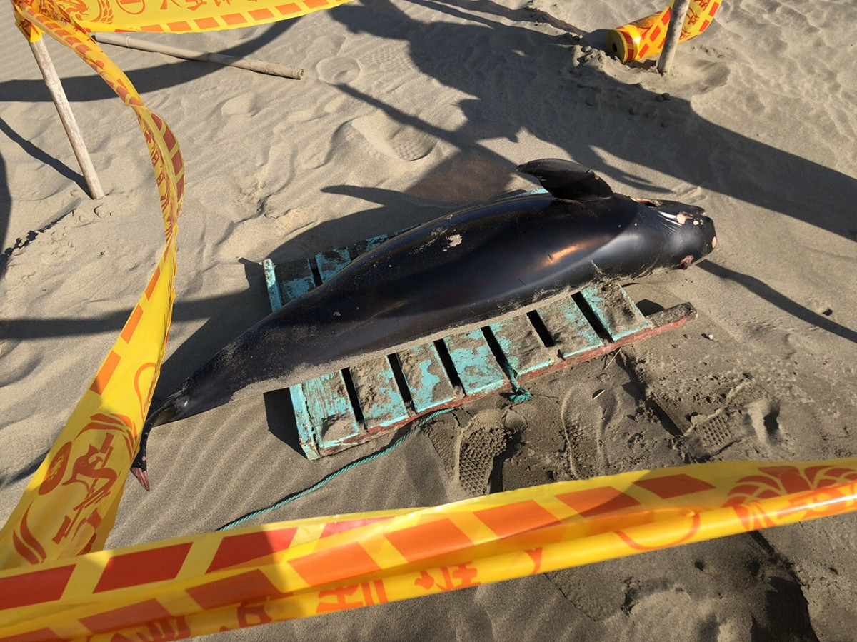 海巡人員1月2日於苗栗海灘發現一隻死亡江豚。 圖：海巡署／提供