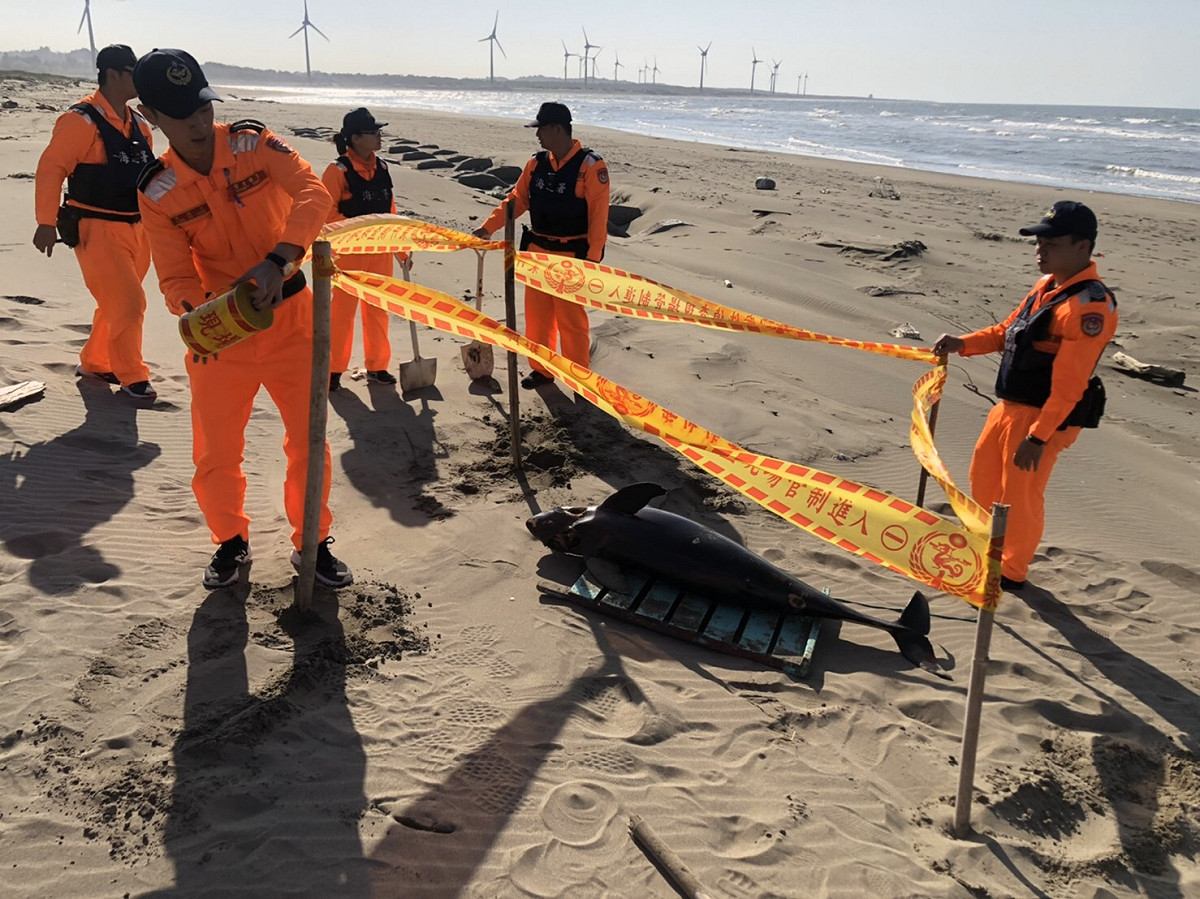 海巡署呼籲，民眾若於岸際發現需要救助之海洋生物，應儘速撥打118海巡服務專線，以利救援。 圖：海巡署／提供