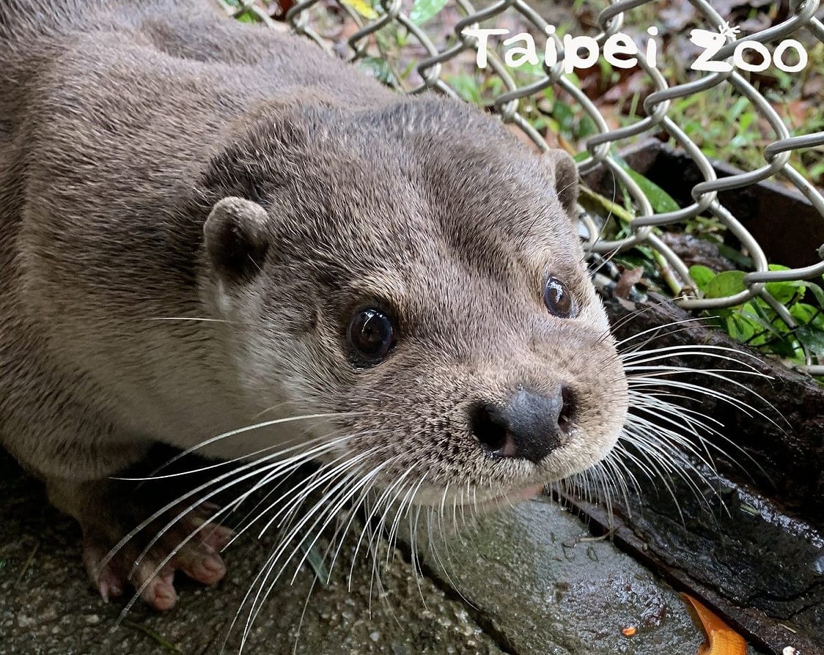 高人氣的歐亞水獺哥哥「大金」。 圖：台北市立動物園／提供