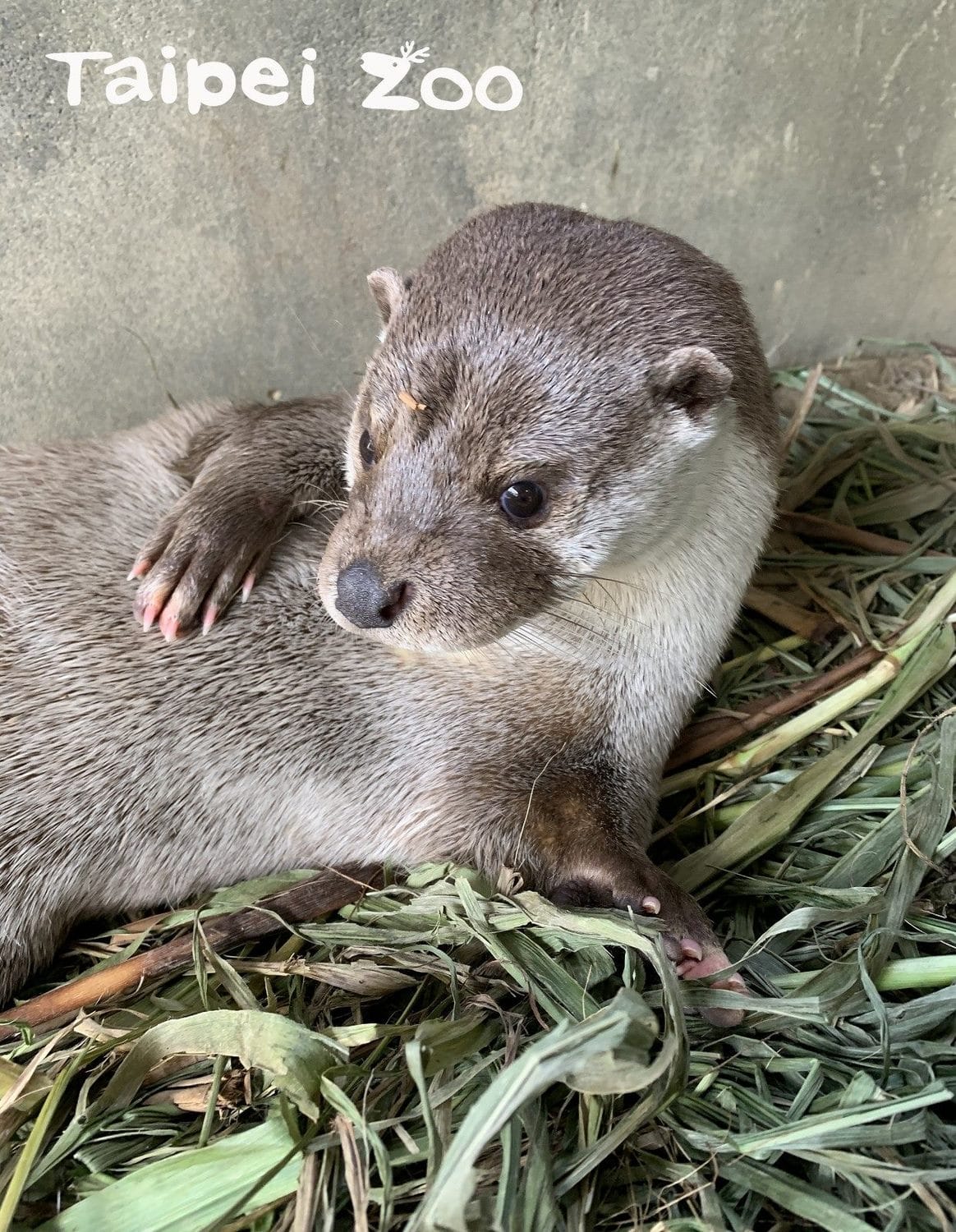 台北市立動物園在2014年時，因為參與林務局野生動物收容救傷計畫，收容照養了當時仍未開眼的歐亞水獺寶寶「大金」和「小金」兄弟檔。 圖：台北市立動物園／提供