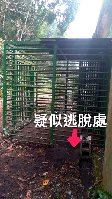 台東利稻小熊Litu在2日健檢時，趁機破壞加固的鐵網跑出籠舍，林務局台東林管處3日表示，已廣設誘捕籠並全力搜尋，希望盡快尋獲利稻小熊，也請民眾不必過度擔憂。 圖：林務局提供
