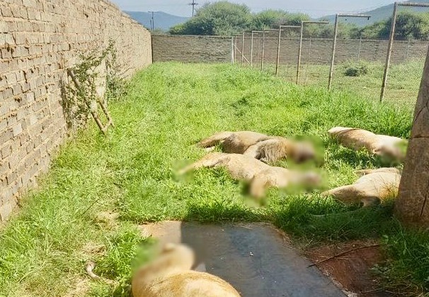 南非一農場驚傳獅群命案，清查後發現共10屍16命，遇害獅子都遭到斷掌。 圖：翻攝自Yusuf Abramjee推特