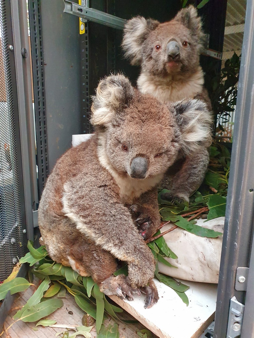 澳洲野火也讓無尾熊等多種生物生存面臨威脅。 圖 : 翻攝自facebook.com/kiwildlifepark