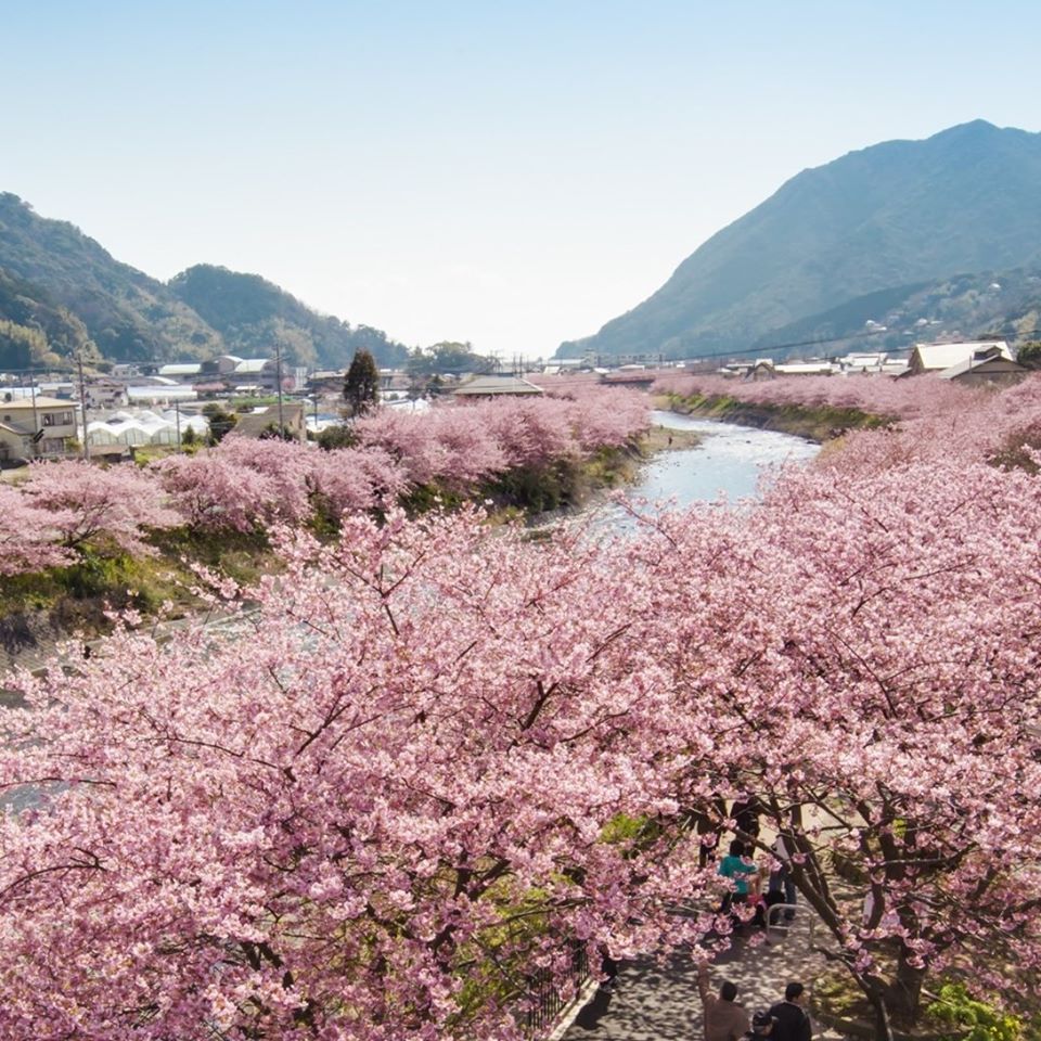 日本氣象株式會社發布了第一波櫻花花開預測，東京、福岡最早，大約3/19、20見頃。 圖：翻攝自河津町観光協会臉書