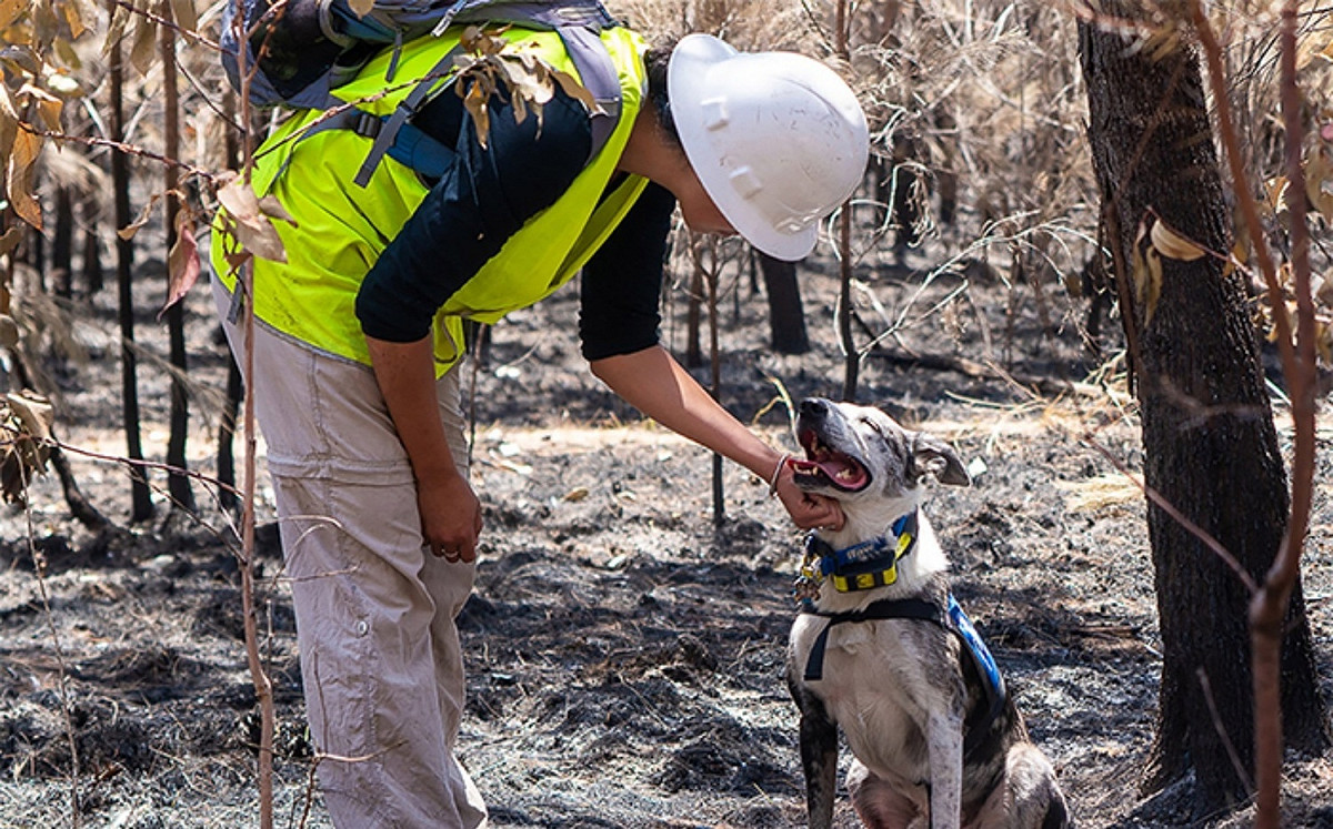 太活潑遭棄！英雄狗狗轉任偵測犬 勇闖澳火災區救回倖存無尾熊