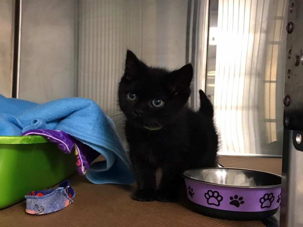小黑貓與家人，能夠遇見彼此是聖誕節最棒的奇蹟禮物！ 圖／FB@Chatons Orphelins Montréal