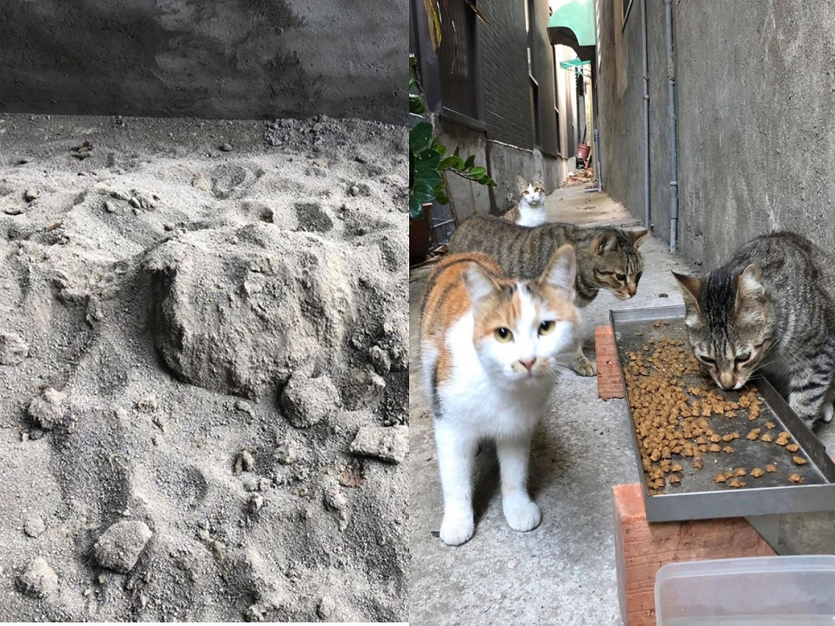 網友姜小姐娘家整修要用的砂土被浪貓當成巨大公廁使用。 圖／網友姜婷婷授權提供