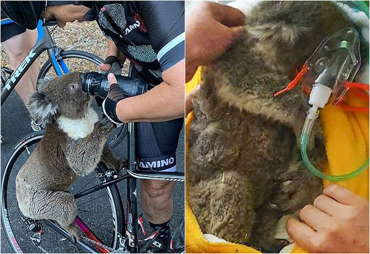 澳洲動保團體呼籲，人們在給予野生動物水分時，要多注意是否可能造成動物嗆水。 圖／翻攝自《每日郵報》