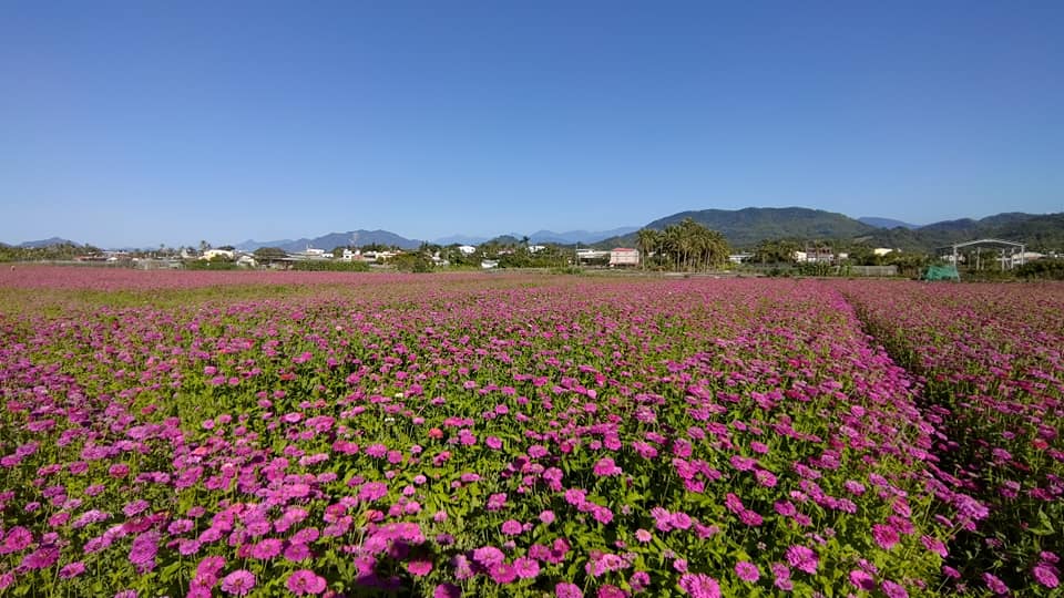 高雄杉林花海今年再擴大範圍，多達31公頃，種植多種綠肥植物。 圖：翻攝自高雄市杉林區公所臉書