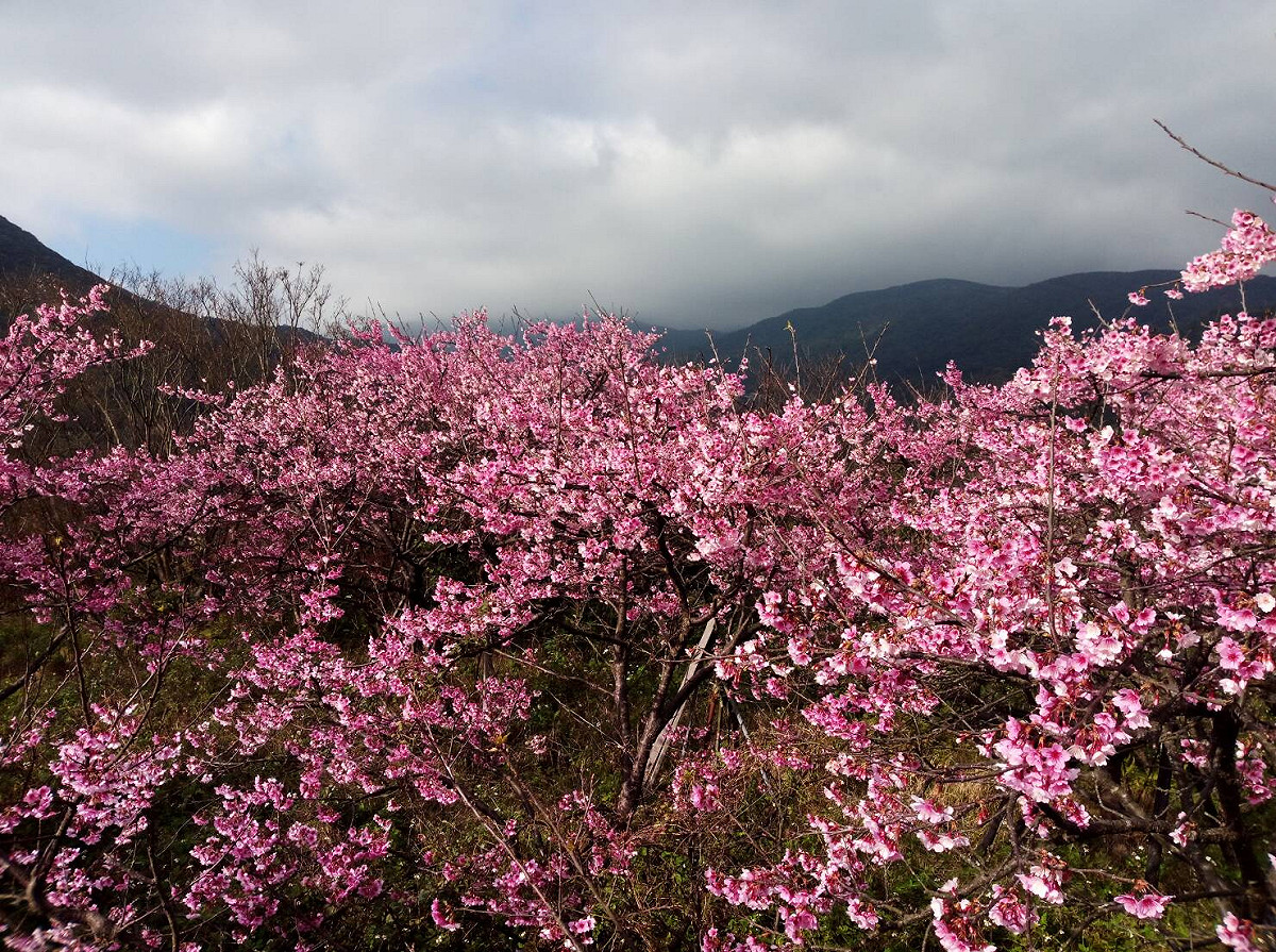 平菁街42巷的寒櫻今年提早盛開，花卉實驗中心與仰德大道4段的山櫻花也提前兩周開跑。 翻攝自：台北新花漾臉書