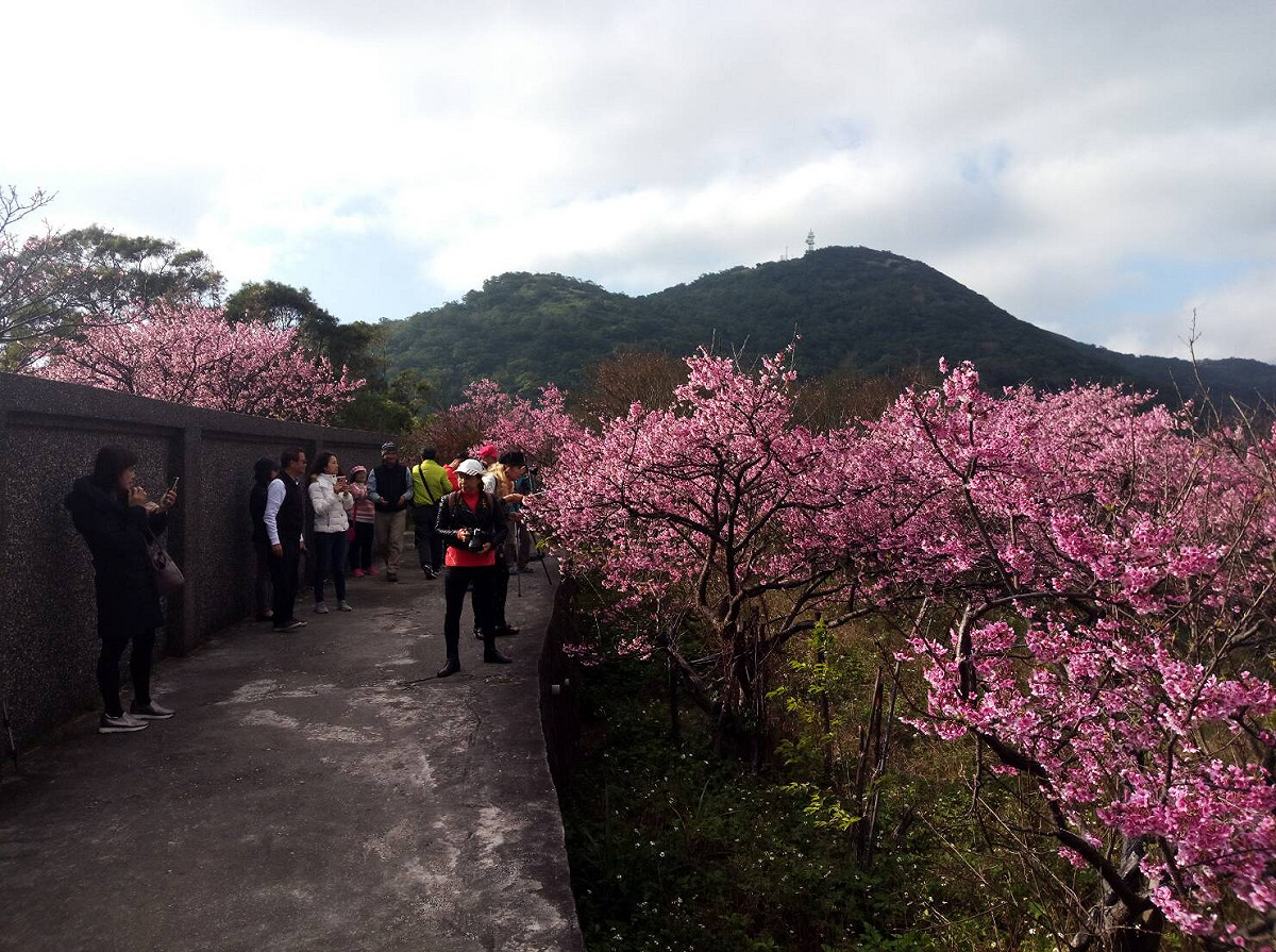 平菁街42巷是著名賞花點，整排櫻花怒放，為冬天的陽明山拉開迎春的序幕。 翻攝自：台北新花漾臉書