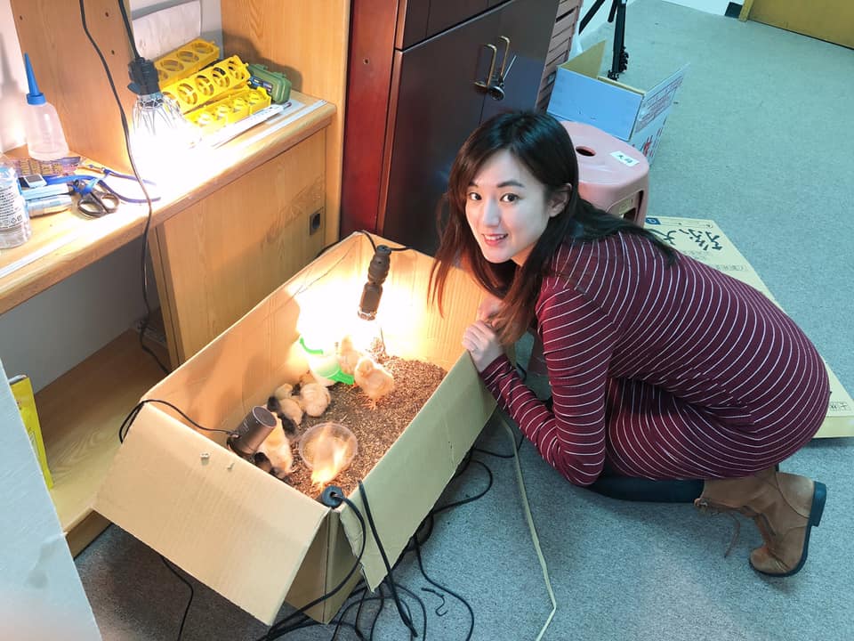 韓辦發言人何庭歡表示，韓國瑜日前透過直播孵化的小雞們，15日下午已順利抵達雲林，接受妥善照顧。 圖:擷取自何庭歡臉書