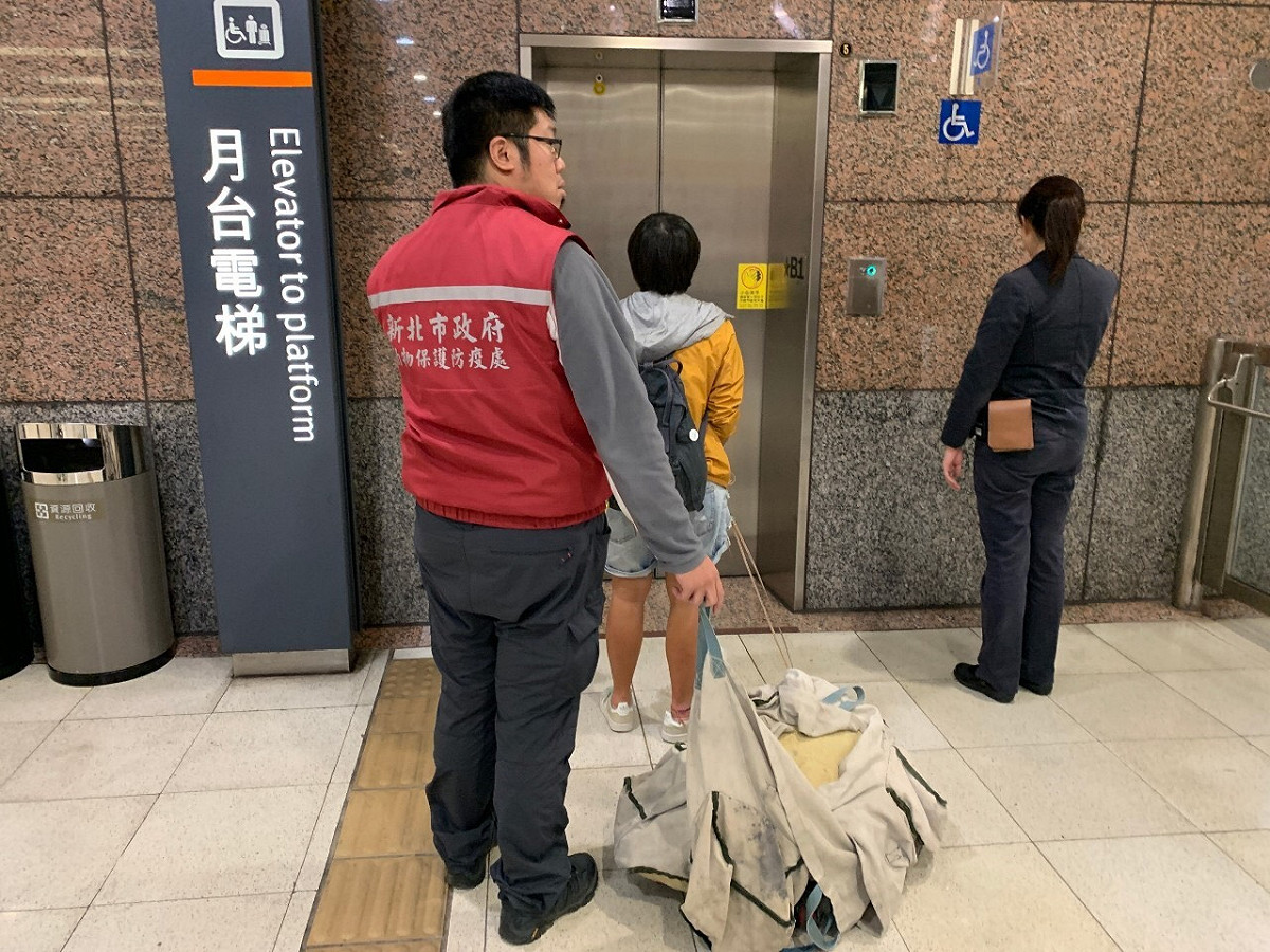 新北市動保處及海洋大學派員護送海龜搭高鐵南下。  圖：新北市動保處提供