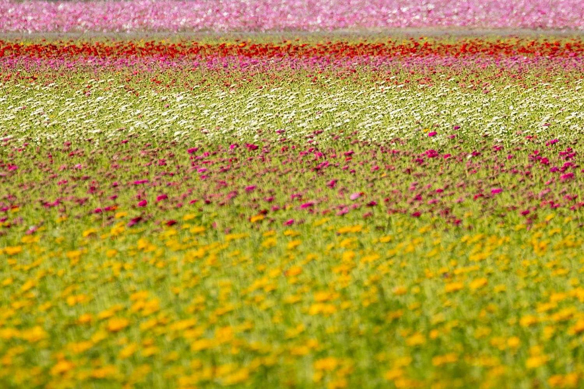 今年除了油菜花、波斯菊、百日草彩虹花道外，更加入了明亮金黃的向日葵花海。 圖：嘉義縣政府／提供