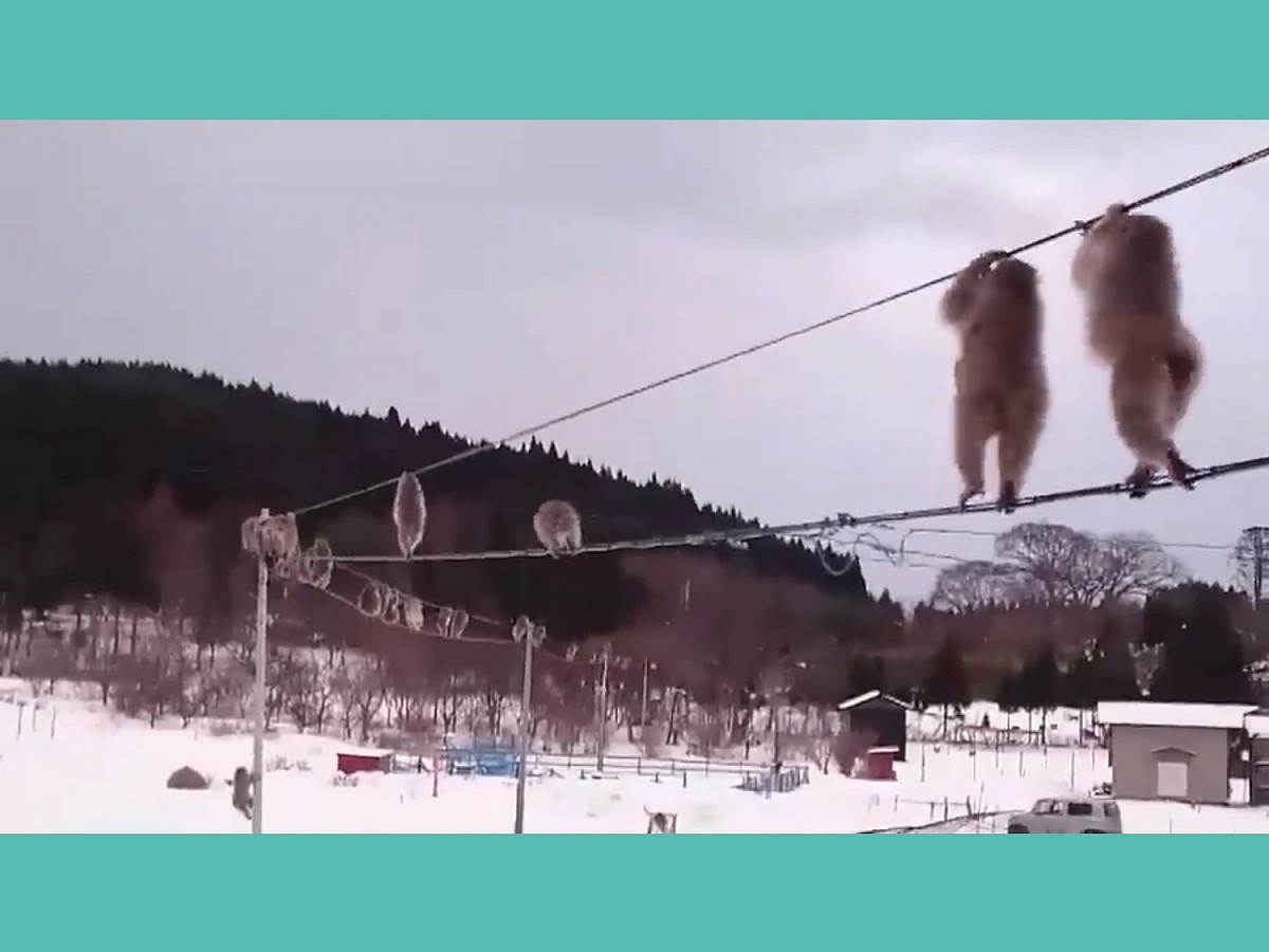 日本一名網友發現自家附近的猴群相當整齊地走在電線上，身手靈巧排隊前進。 圖／Twitter@baritone_666