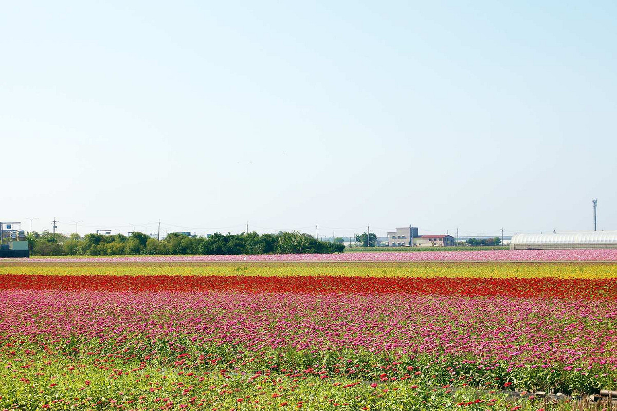 嘉義縣太保花海節每年都吸引大批遊客前來。 圖：嘉義縣政府/提供
