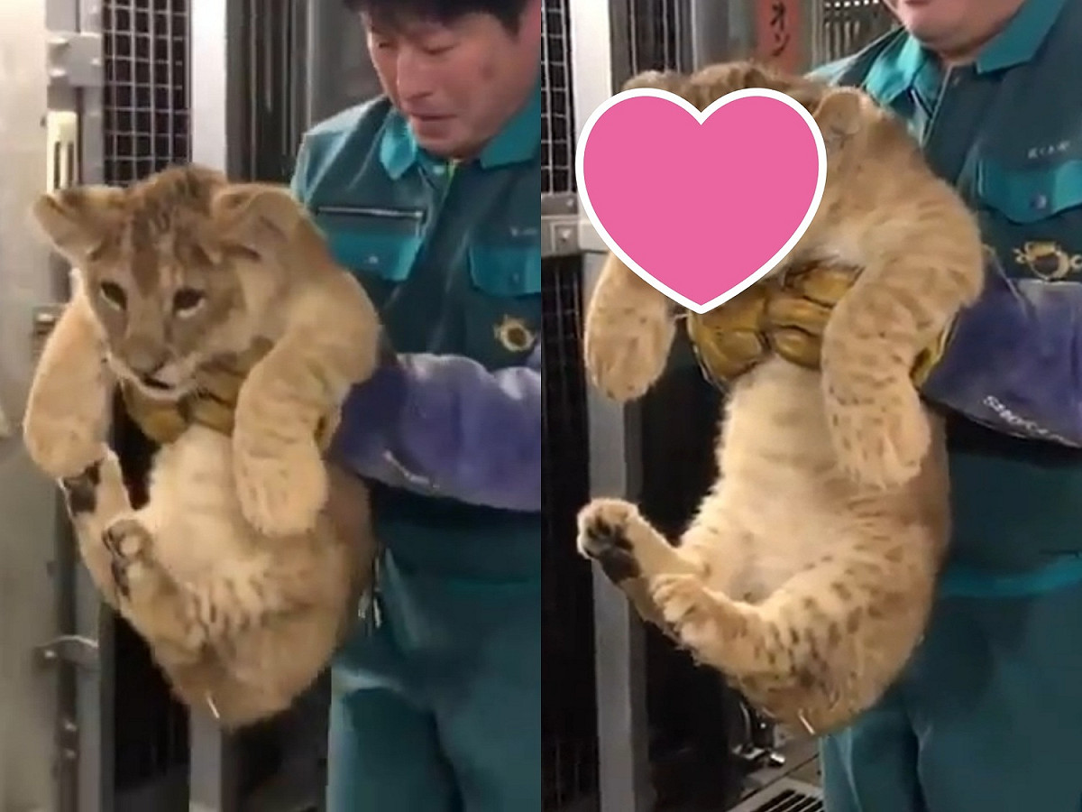 偶很兇！偶很兇！朕才不怕尼們咧！ 圖／IG@lionswildlife