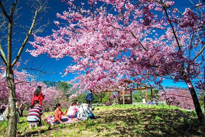 參山處邀請大家到風景區賞櫻。 圖：參山處／提供
