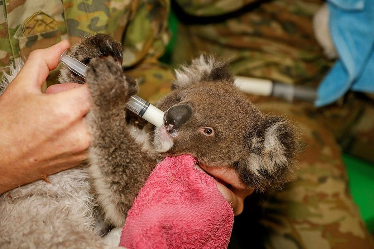 澳洲軍人協助照顧救援機構內的無尾熊寶寶。 圖：翻攝自 Facebook@Australian Army