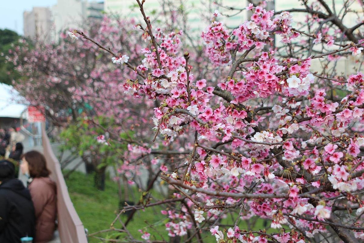 樂活公園有多種櫻花，包括寒櫻、八重櫻、昭和櫻等等品種。 圖：台北市工務局／提供