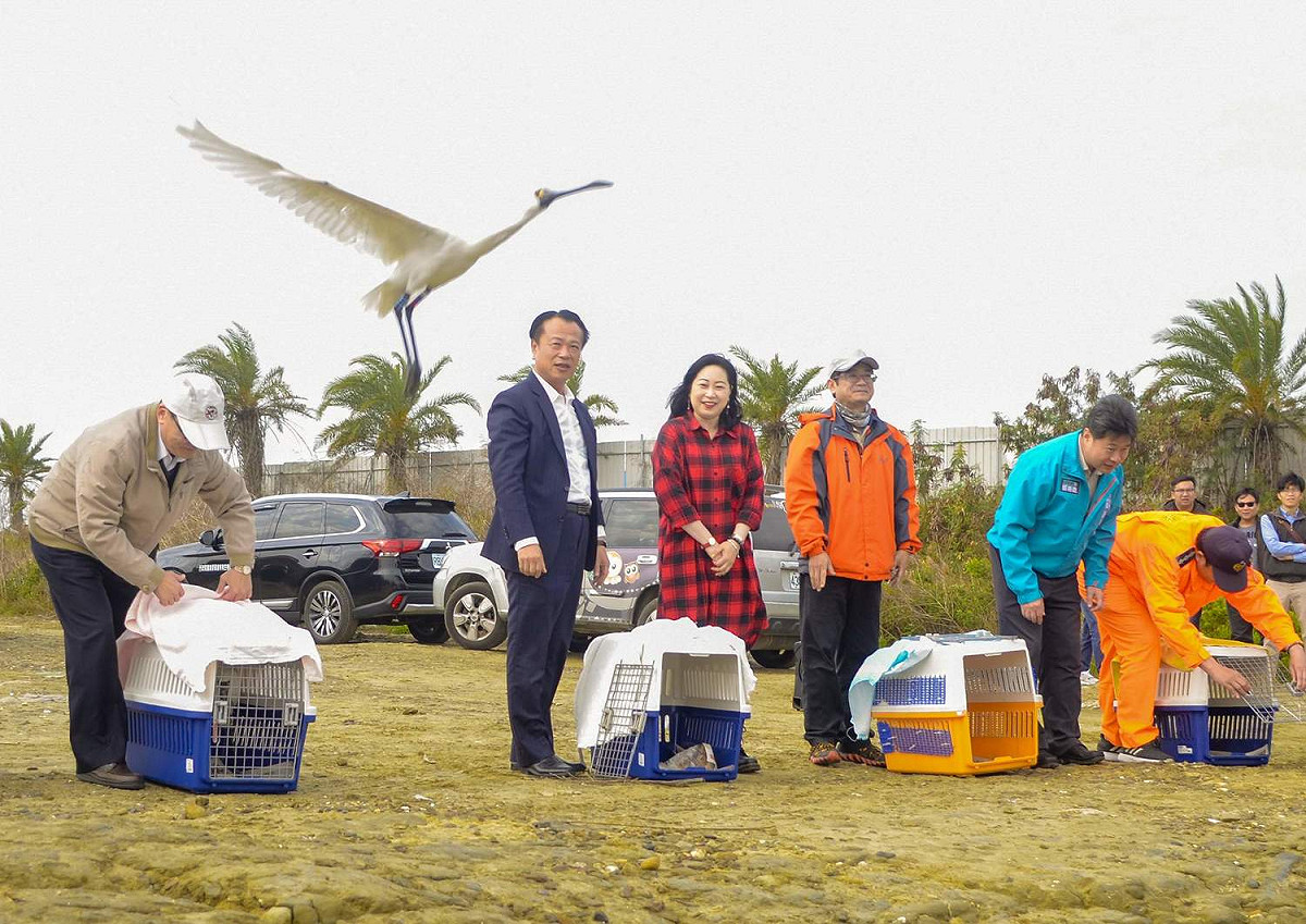 嘉義縣長翁章梁帶領團隊野放黑面琵鷺。 圖：嘉義縣政府/提供