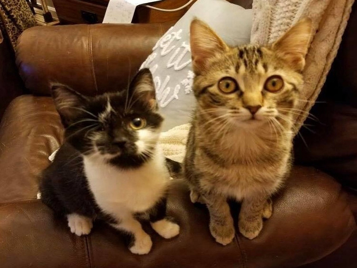 獨眼小賓士與害羞小虎斑成為好朋友。 圖／IG@here_kitty_kitty_rescue