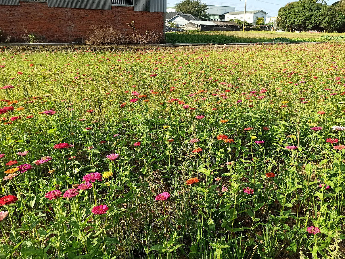潭雅神綠園道4.6公里處冒出一片花海，吸引民眾拍照留念。 圖：台中市政府／提供