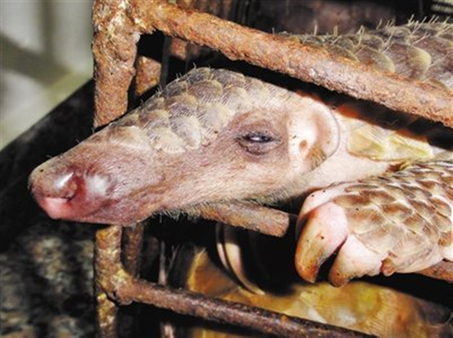 中國大陸全國人大常會表示，將《野生動物保護法》列入常委會今年的立法工作計劃。 圖：翻攝人民日報臉書