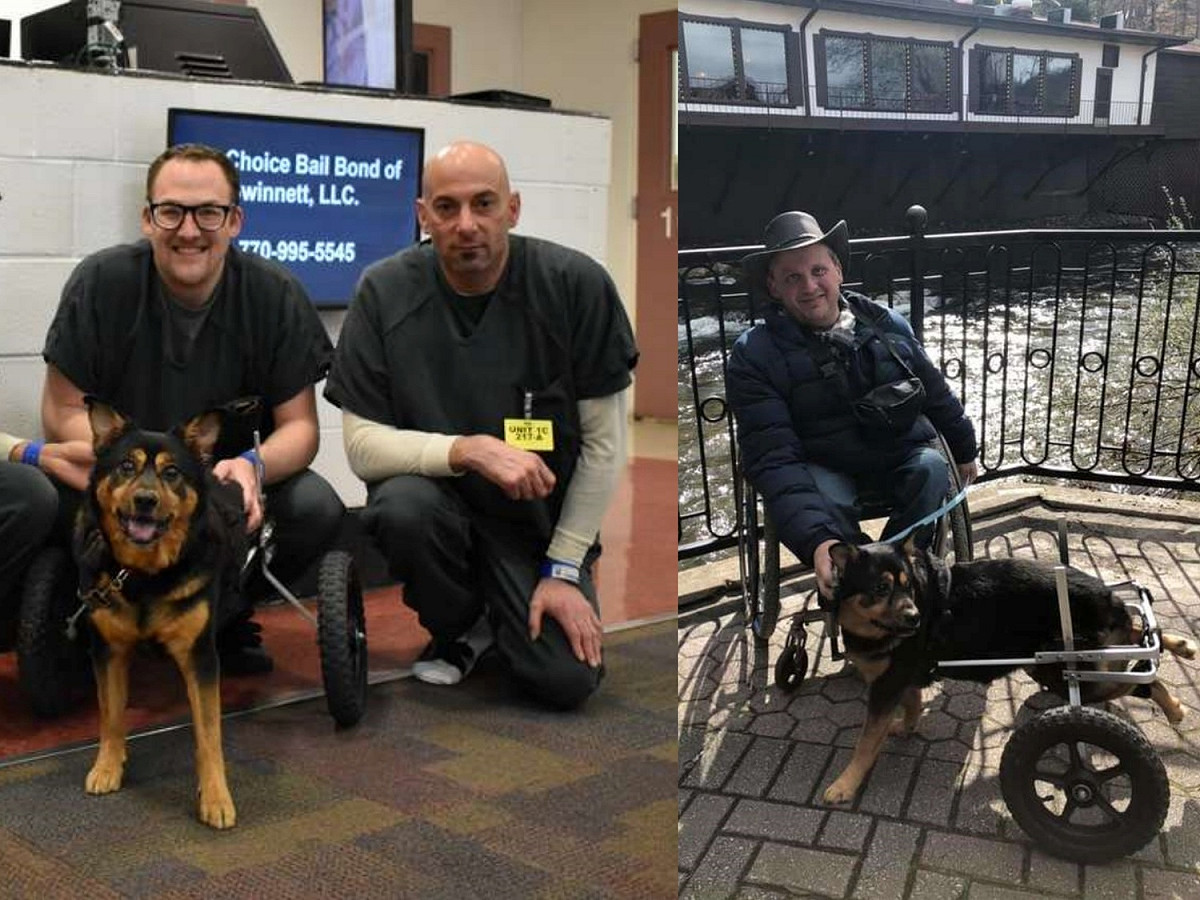 班迪因為需使用輪椅，生活中需要許多特殊照料。 圖／Gwinnett Jail Dogs Program