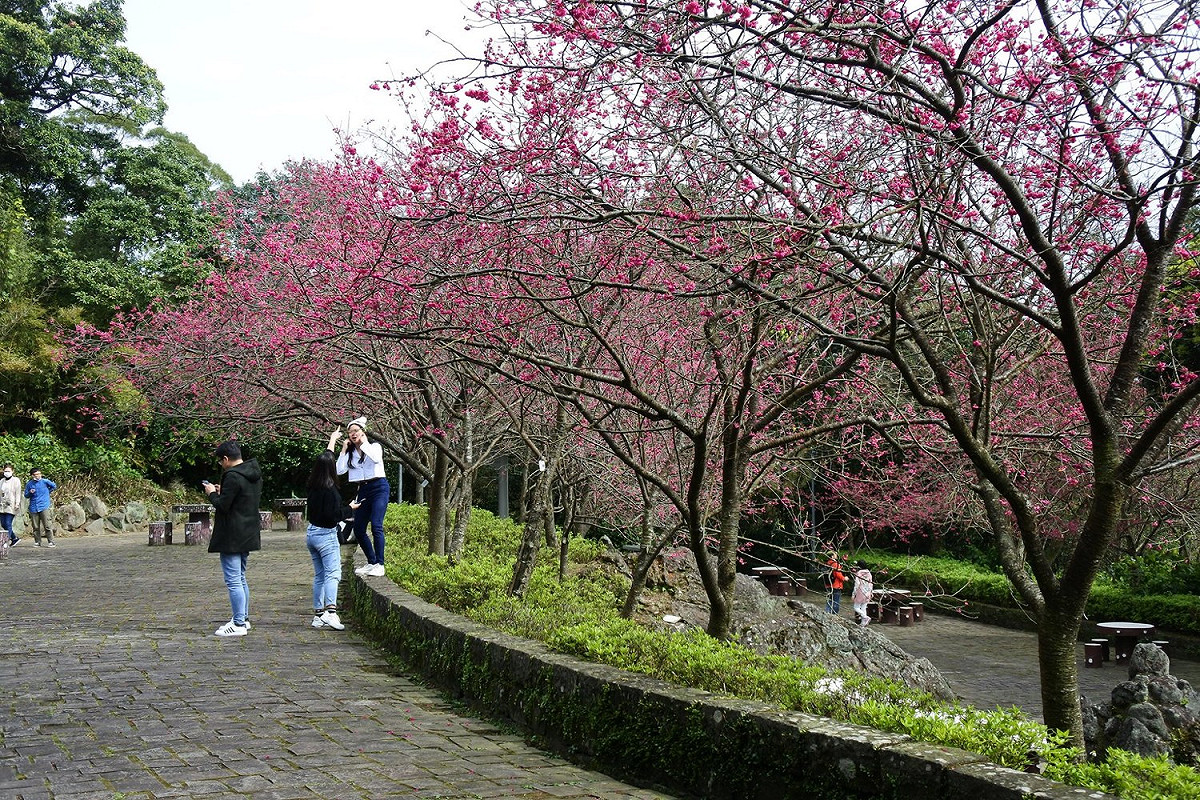 陽明山花季。 圖：翻攝自陽明山花季臉書