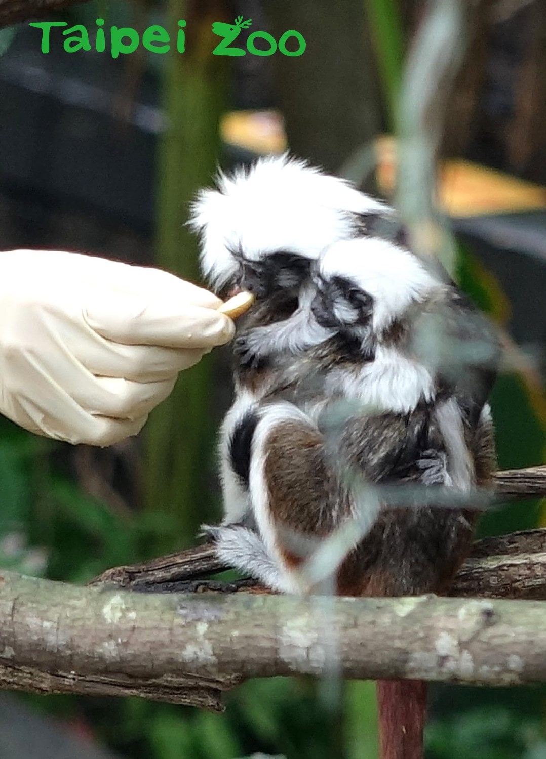 棉頭絹猴寶寶滿月、探索環境學習攀爬。 圖：台北市立動物園／提供