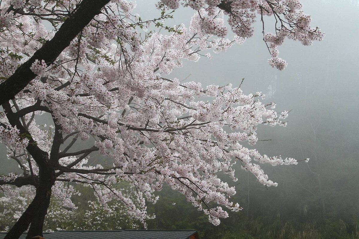 在雲霧中盛開的花樹別有一番魅力。 圖：嘉義林管處／提供