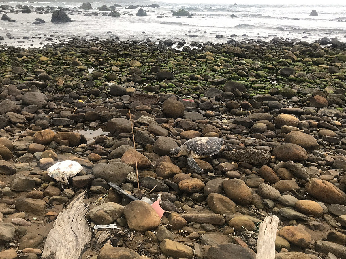 東北角昨（23）日一連發現7隻死亡海龜。 圖：海巡署／提供