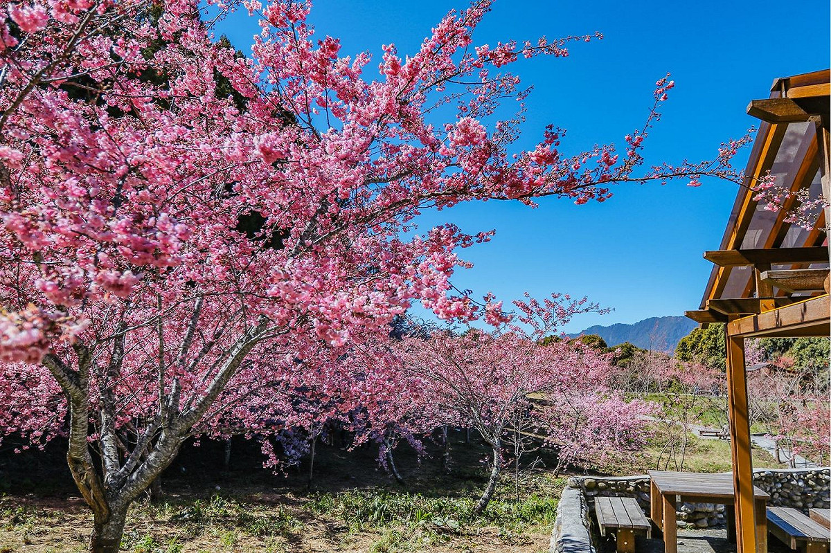 福壽山農場千櫻園。 圖：參山處/提供