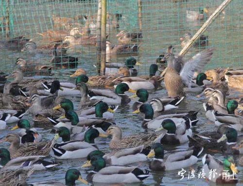浙江10萬鴨子即將出征巴基斯坦滅蝗。 圖：翻攝寧波晚報
