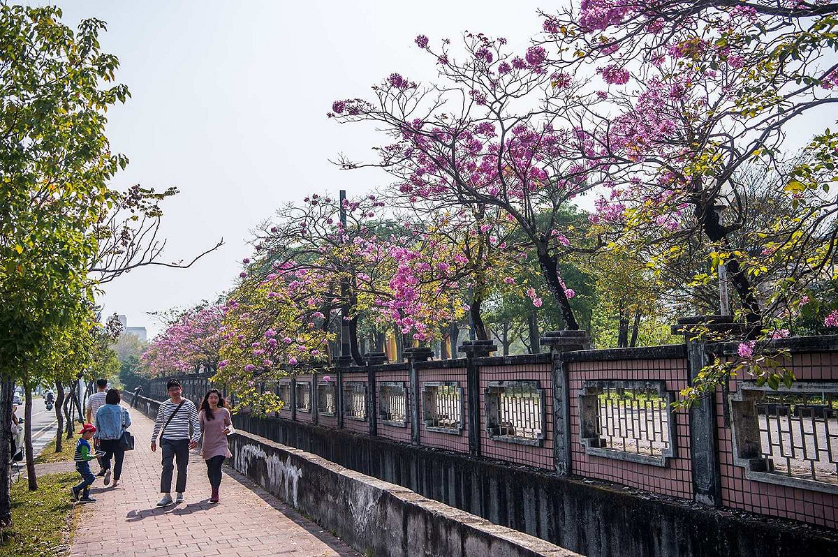 嘉義市高鐵大道、世賢路口附近的特殊學校圍牆旁，洋紅風鈴木228連假盛開，吸引民眾春遊賞花。 圖：嘉義市政府/提供