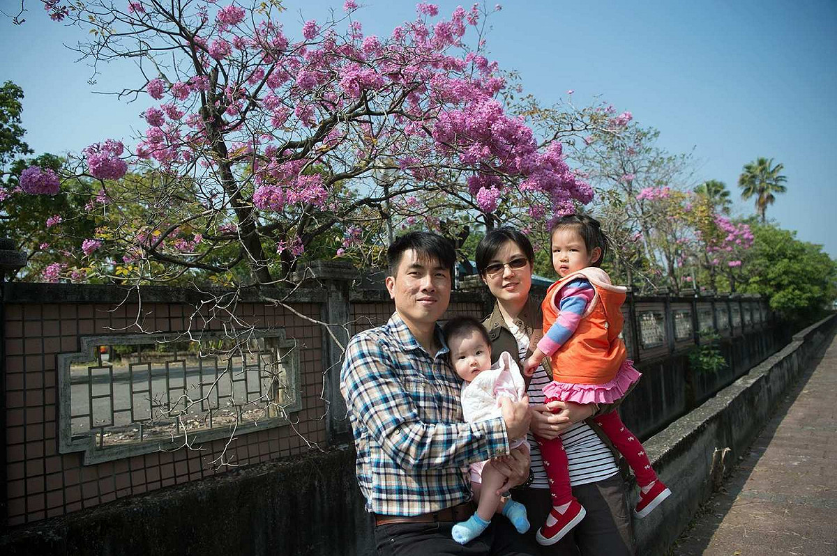嘉義市高鐵大道、世賢路口附近的特殊學校圍牆旁，洋紅風鈴木228連假盛開，適合全家春遊賞花。 圖：嘉義市政府/提供